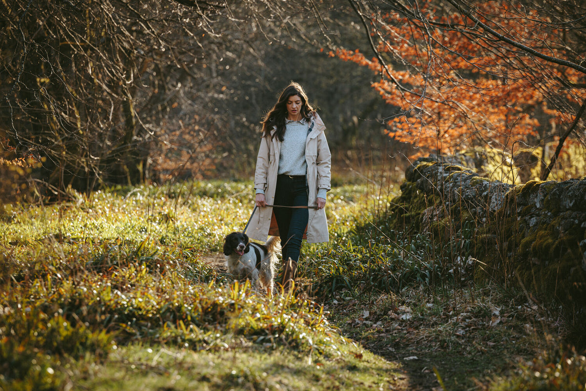 Accessoires Chiens