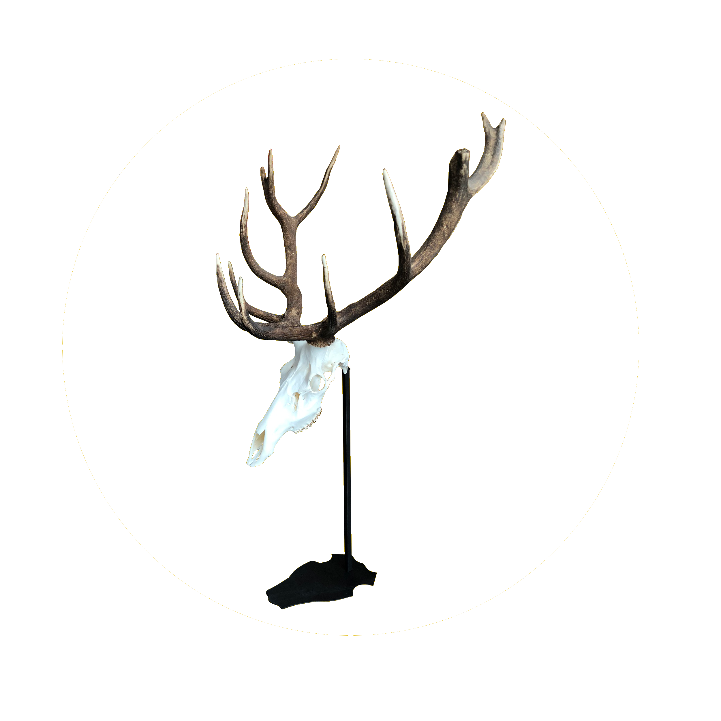 Cranium Design Support trophée Altum