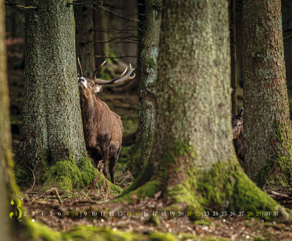 Calendrier 2026 Philippe ALLARD