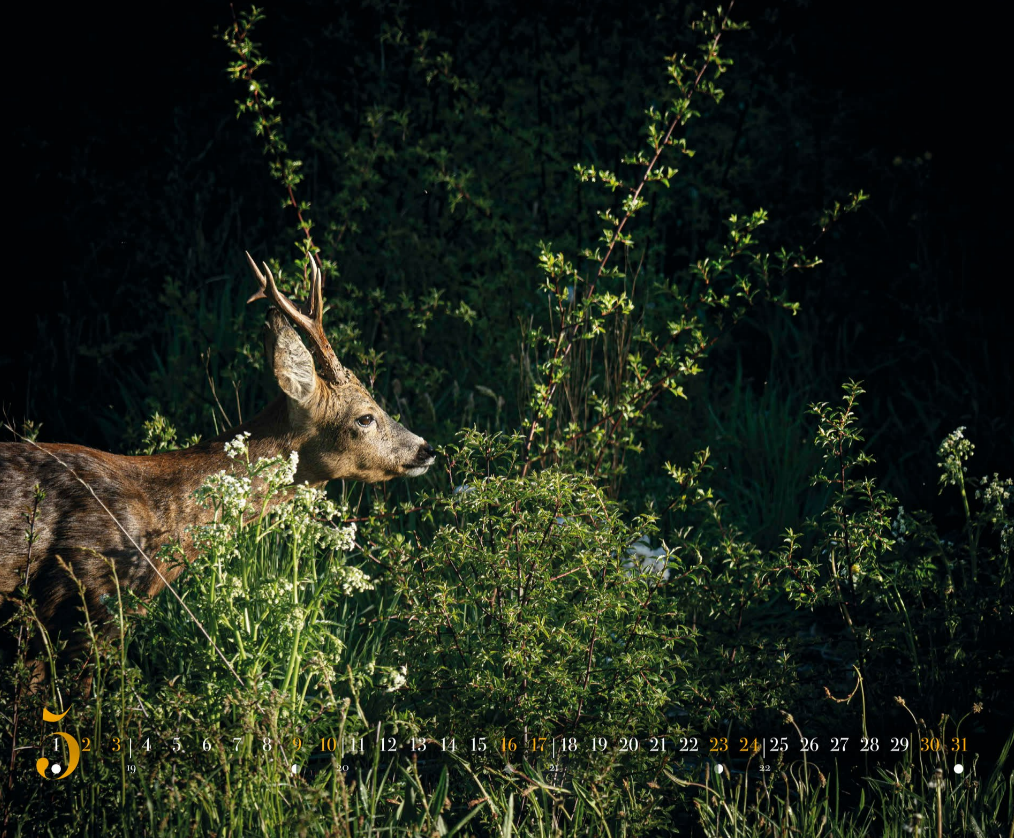 Calendrier 2026 Philippe ALLARD