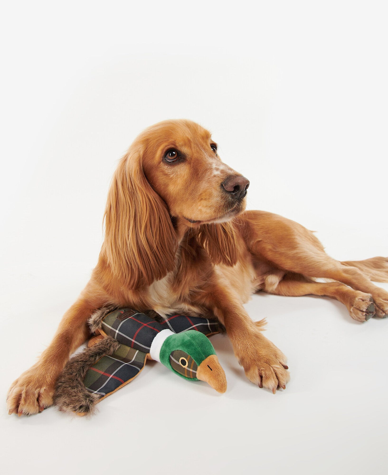 Barbour Jouet chien