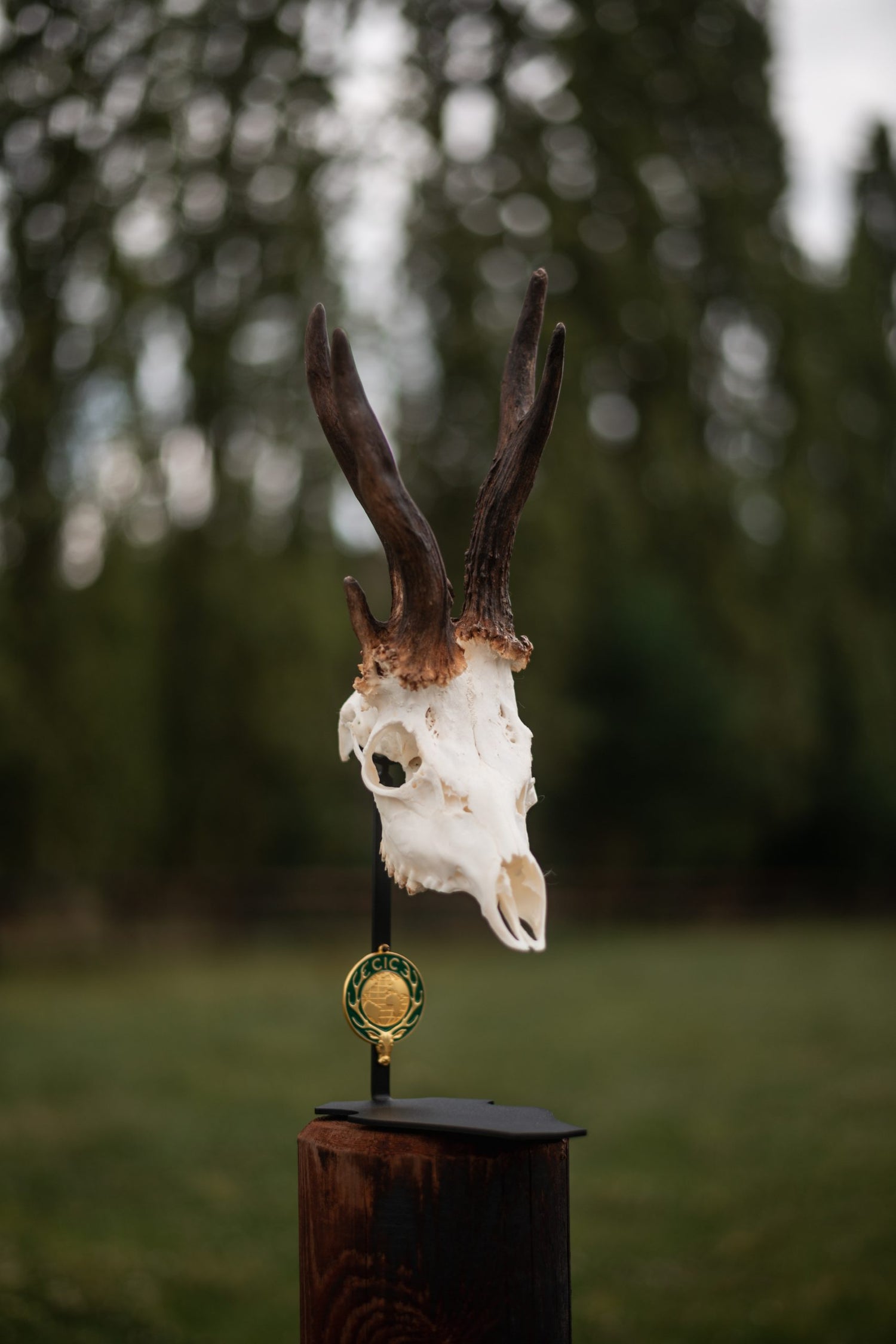 Cranium Design Parvus d&