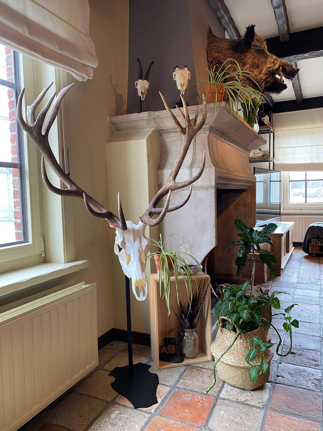 Cranium Design Support trophée Altum