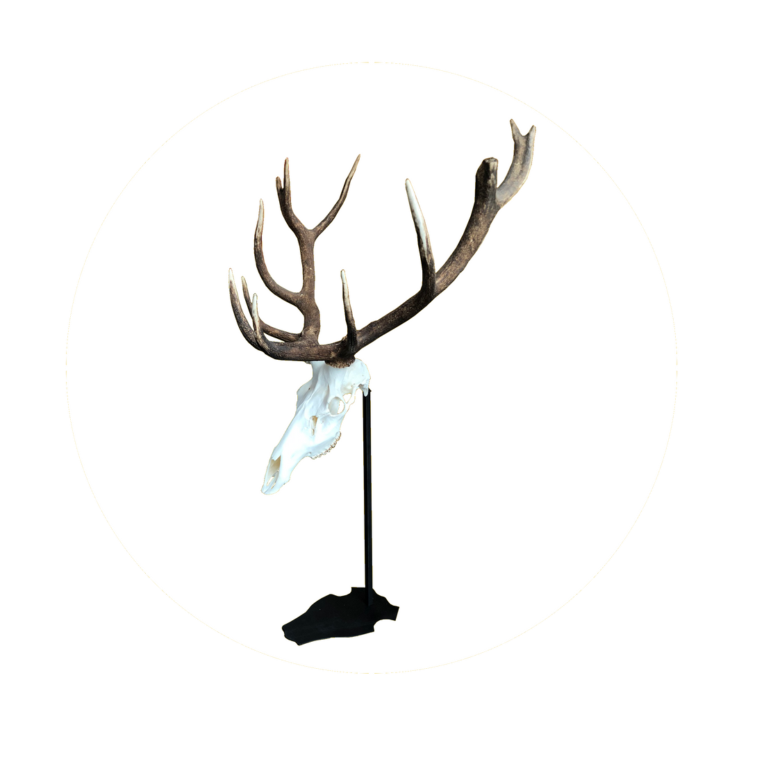 Cranium Design Support trophée Altum