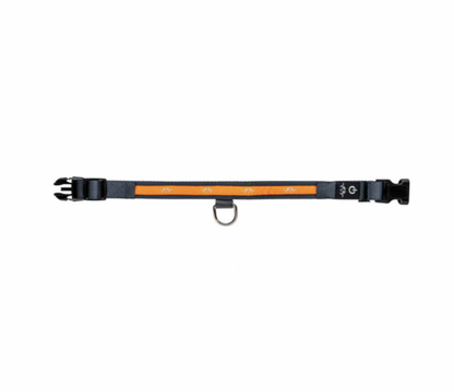 Blaser collier lumineux chien