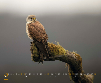 Calendrier 2026  Philippe ALLARD