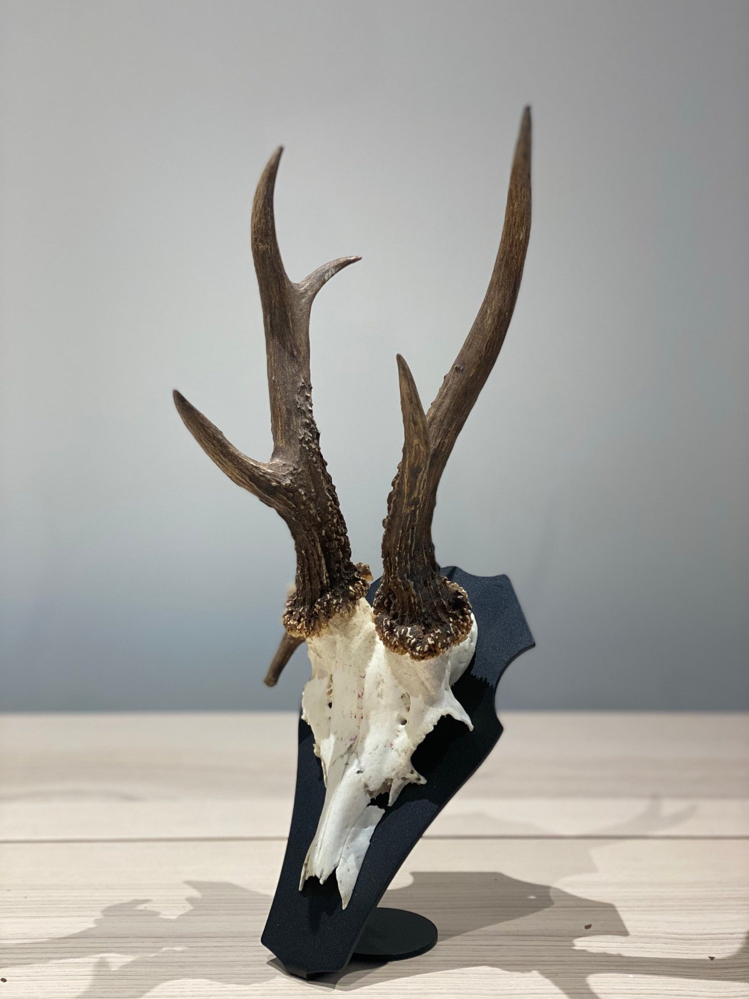 Cranium Design Support Trophée Primus