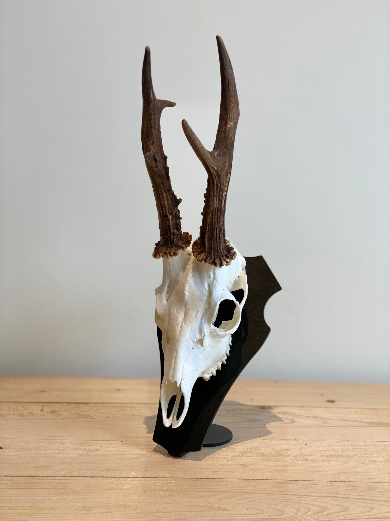 Cranium Design Support Trophée Primus