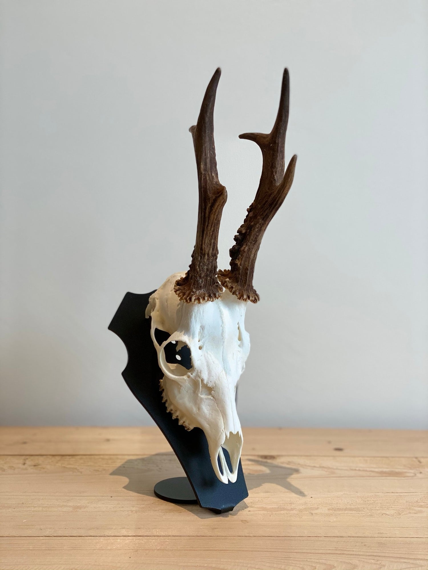 Cranium Design Support Trophée Primus
