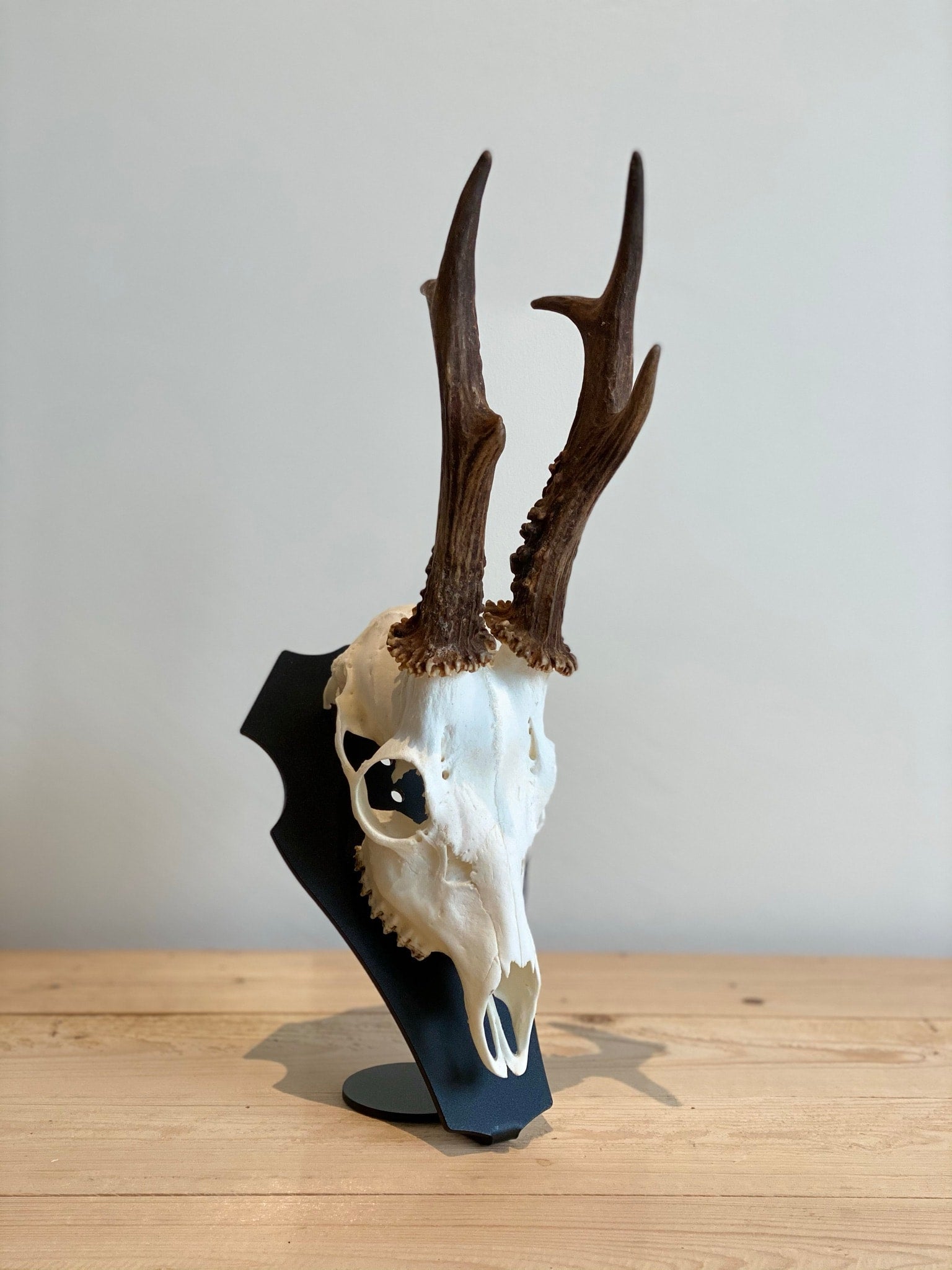 Cranium Design Support Trophée Primus