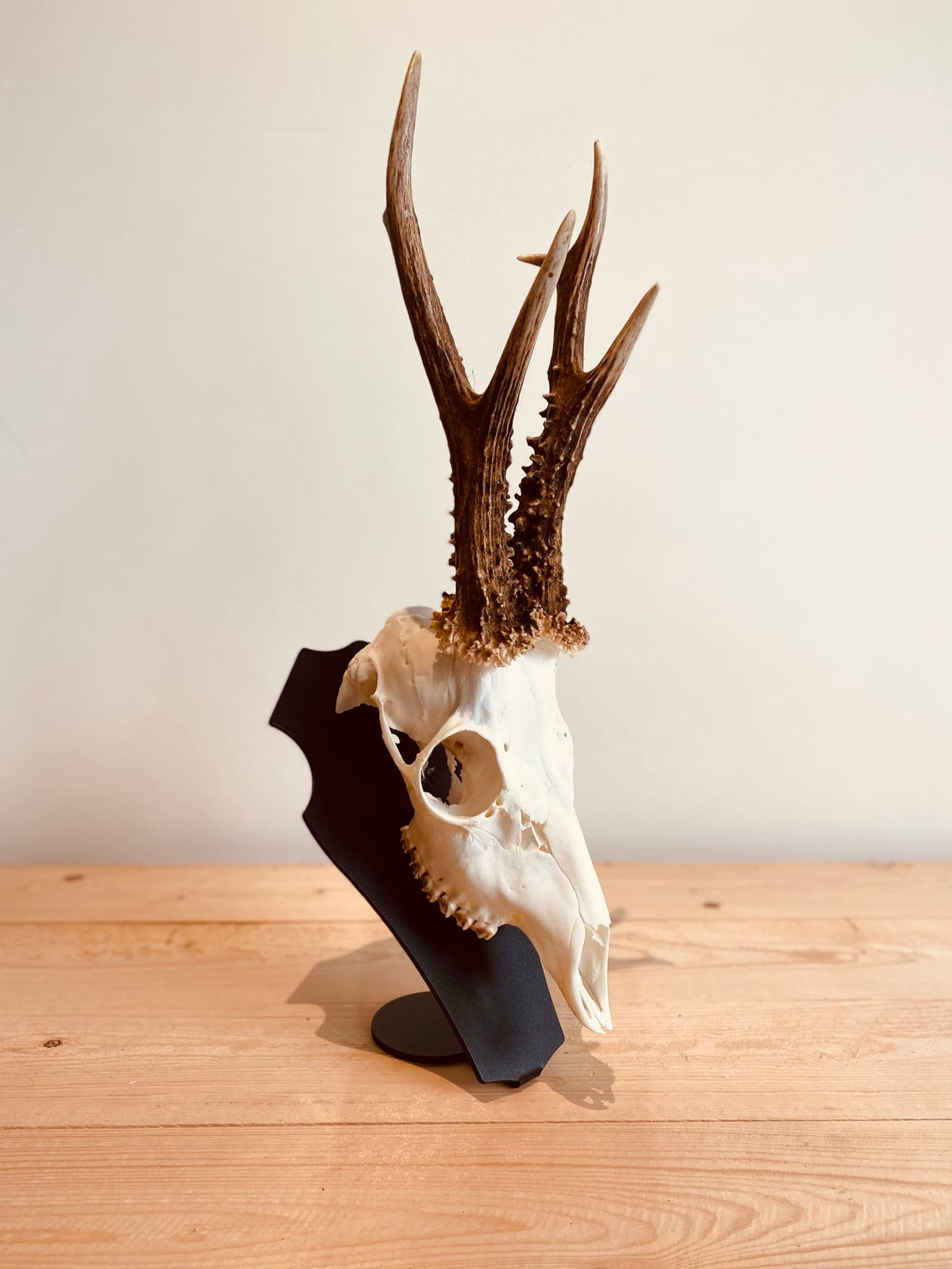 Cranium Design Support Trophée Primus