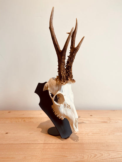 Cranium Design Support Trophée Primus